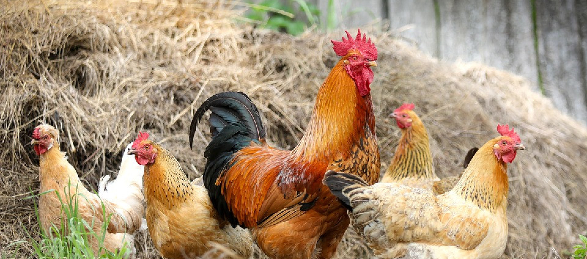 DES VOLAILLES FERMIÈRES ÉLEVÉES EN PLEINE AIR