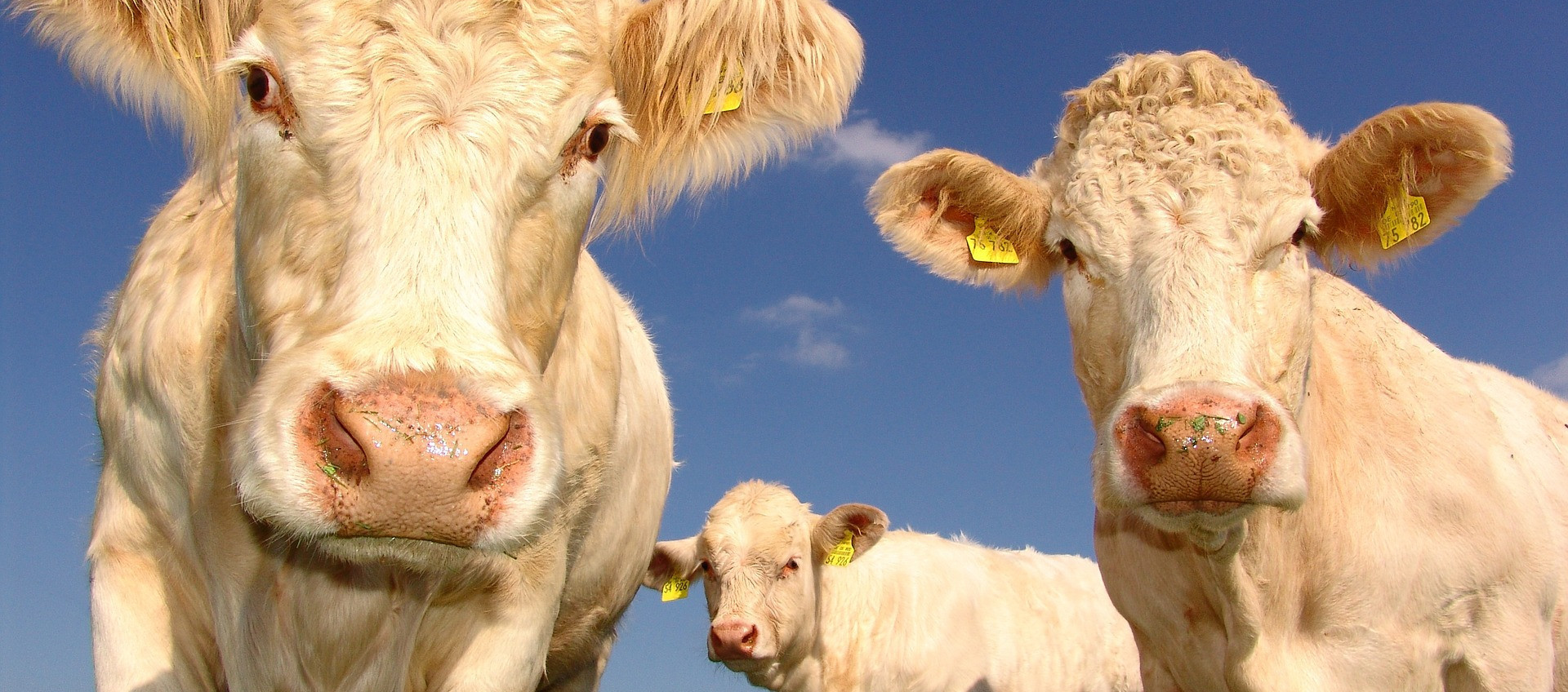 NOTRE VIANDE BOVINE EST DE TYPE  RACE À VIANDE